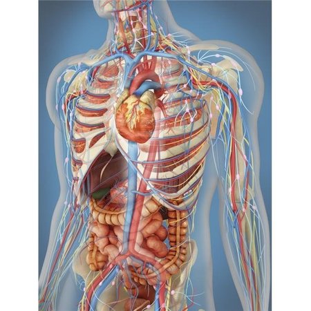 STOCKTREK IMAGES StockTrek Images  Transparent Human Body Showing Heart & Main Circulatory System Position with Internal Organs Nervous System Lymphatic System & Circulatory System Poster Print; 12 x 16 PSTSTK701100H